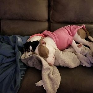 Meet your Posher, Dorothy